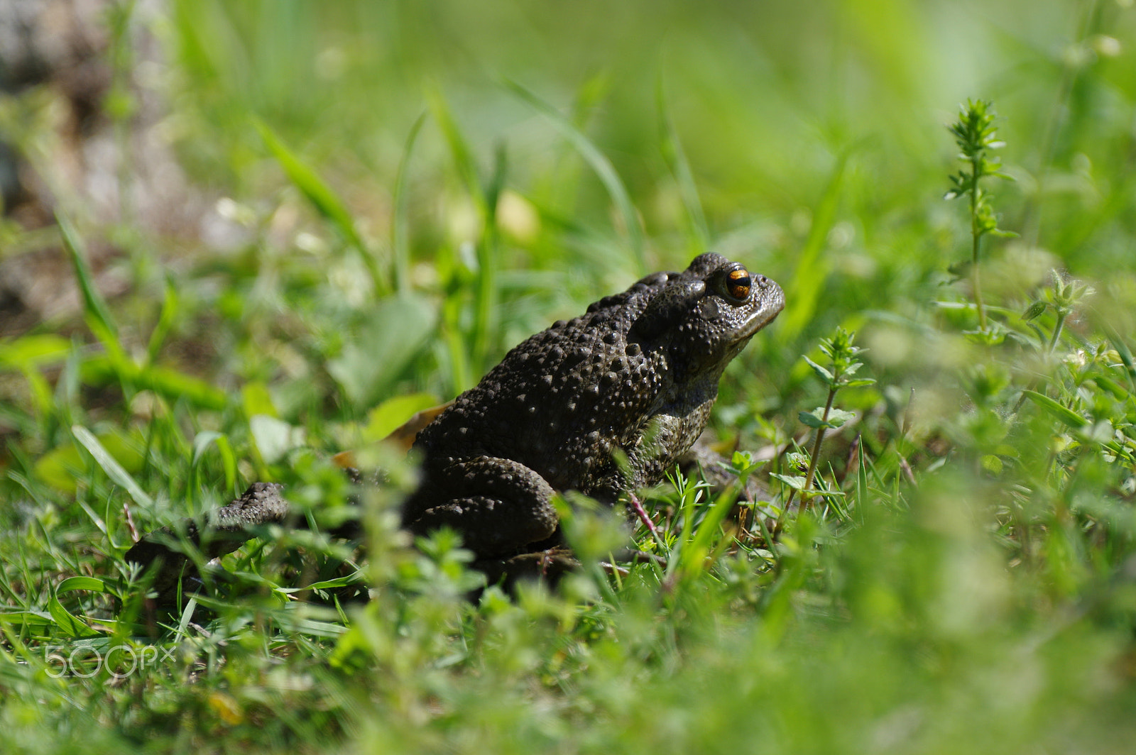 Pentax D FA 150-450mm F4.5-5.6 ED DC AW sample photo. Erdkröte / common toad / bufo bufo photography