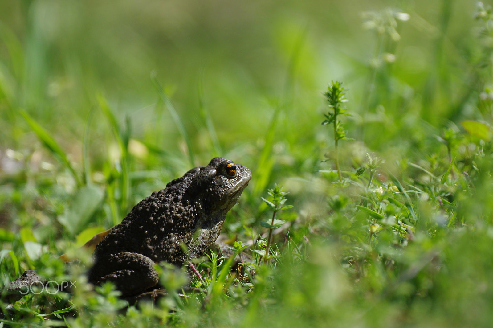 Pentax D FA 150-450mm F4.5-5.6 ED DC AW sample photo. Erdkröte / common toad / bufo bufo photography