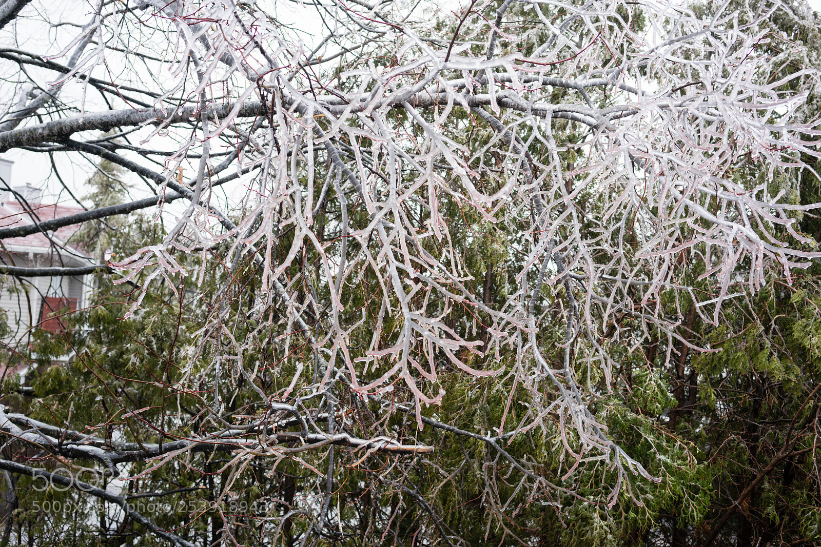 Sony a7R II sample photo. Ice storm ottawa, canada photography