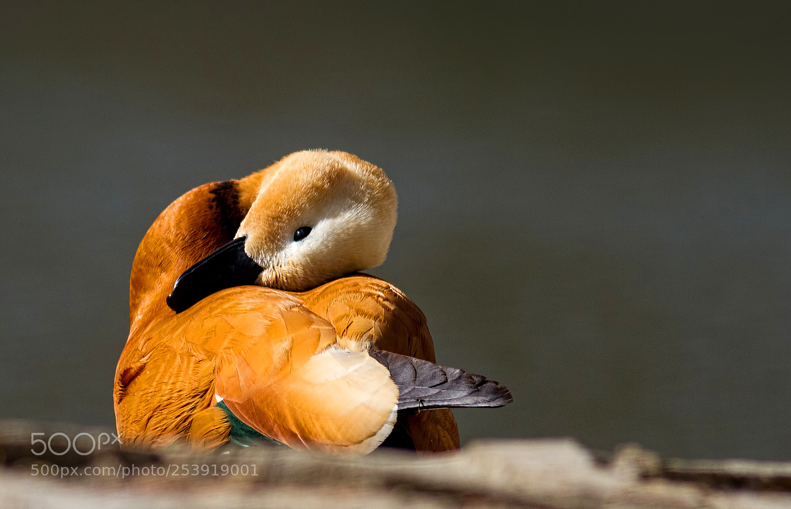 Canon EOS 7D sample photo. Ruddy shelduck... photography