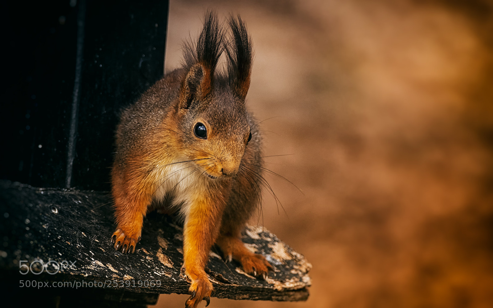 Canon EOS 80D sample photo. Squirrel photography