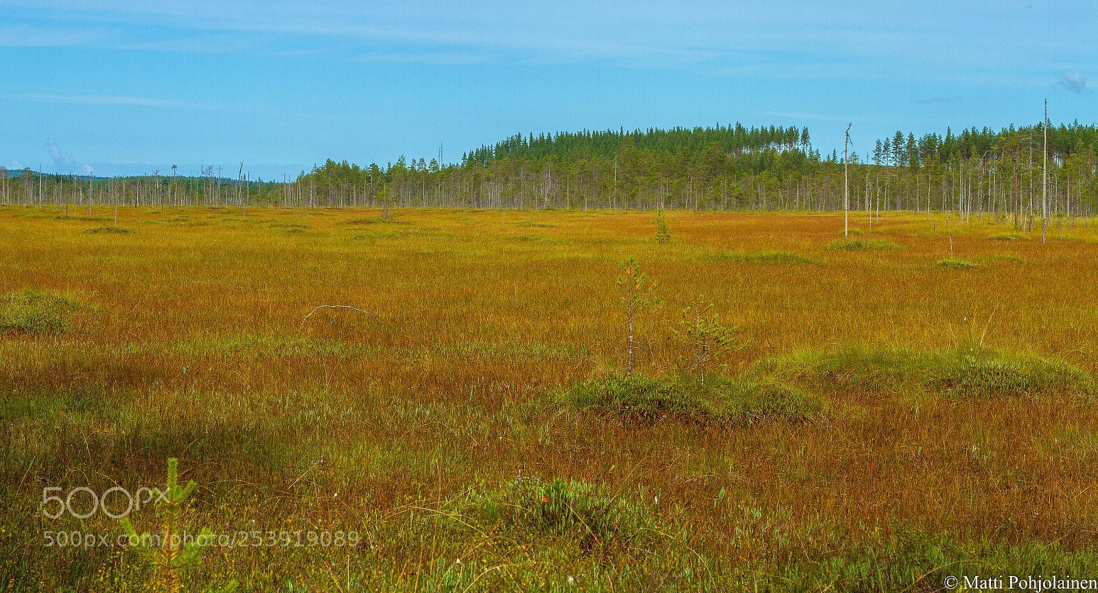 Canon EOS 7D sample photo. Swamp landscape photography