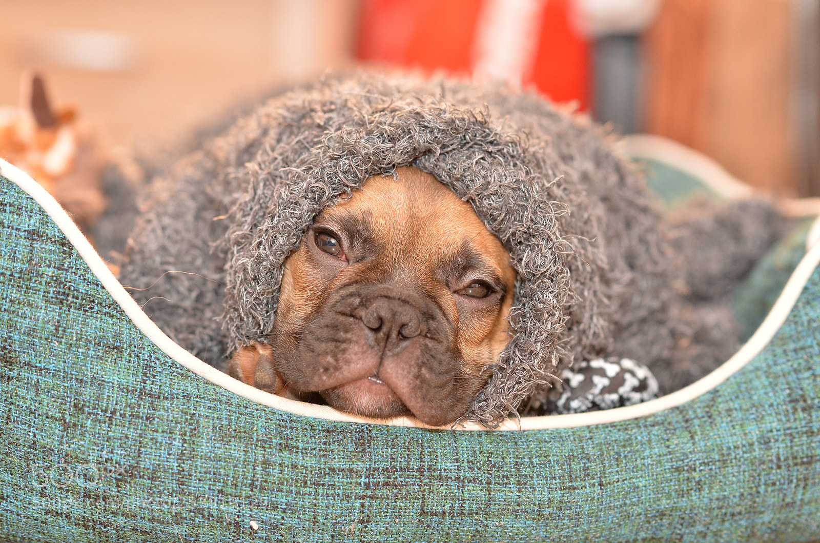 Nikon Df sample photo. Lion photography