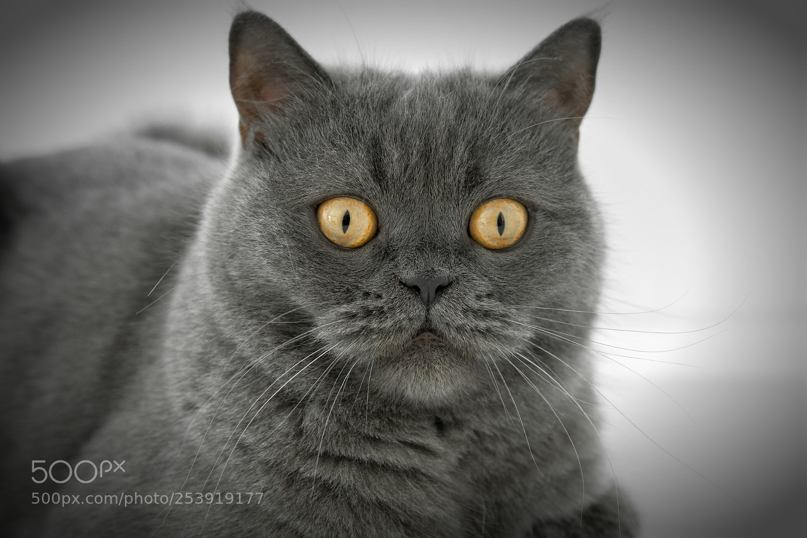 Nikon D800E sample photo. Untitled photography