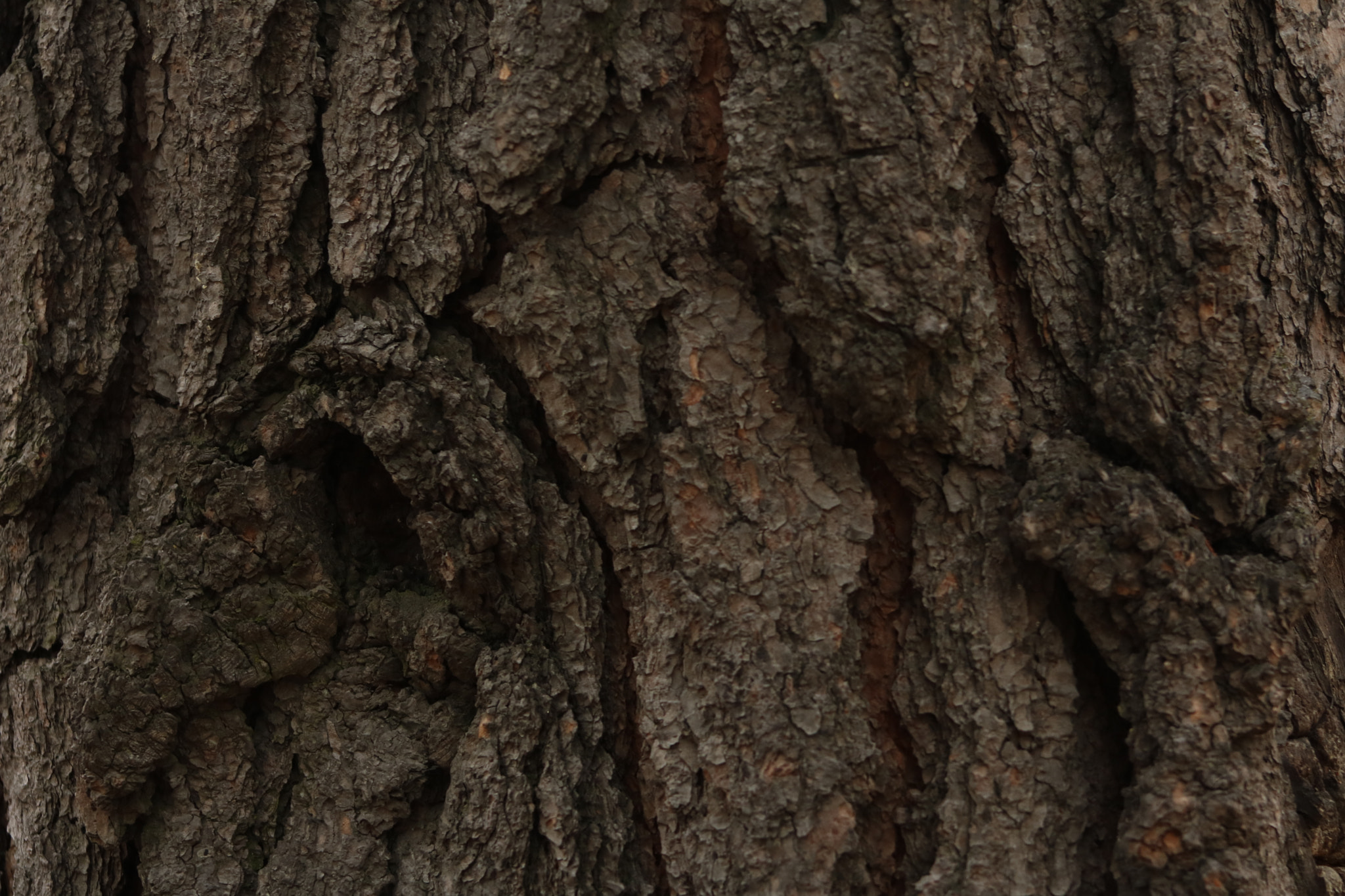 Canon EF 75-300mm f/4-5.6 sample photo. Natural texture photography