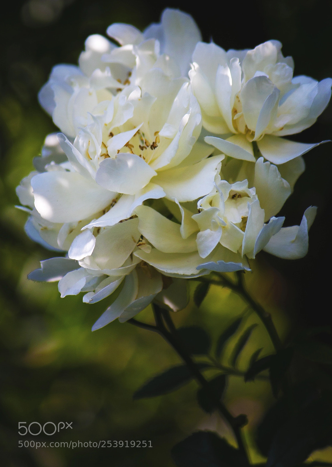 Canon EOS 70D sample photo. Immaculate photography