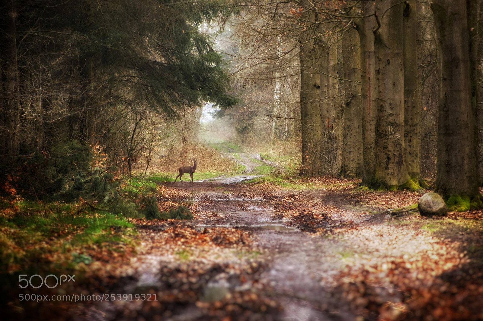 Nikon D5300 sample photo. Elmenhorst wald photography
