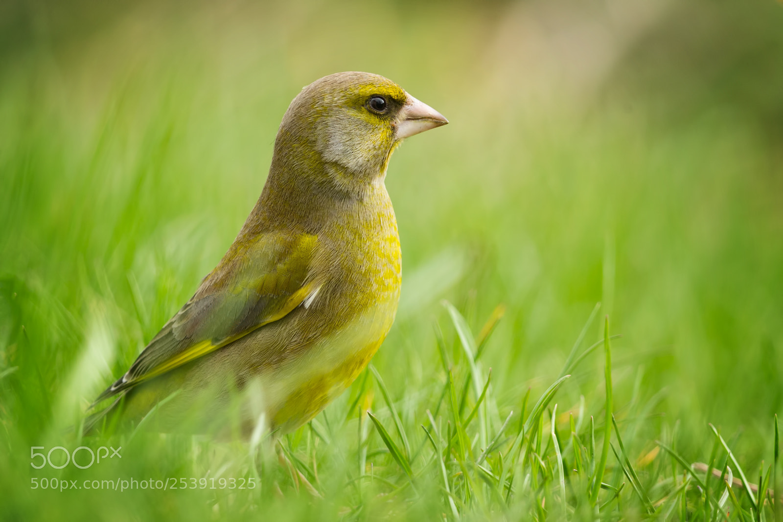 Canon EOS-1D X sample photo. Colour of the day photography