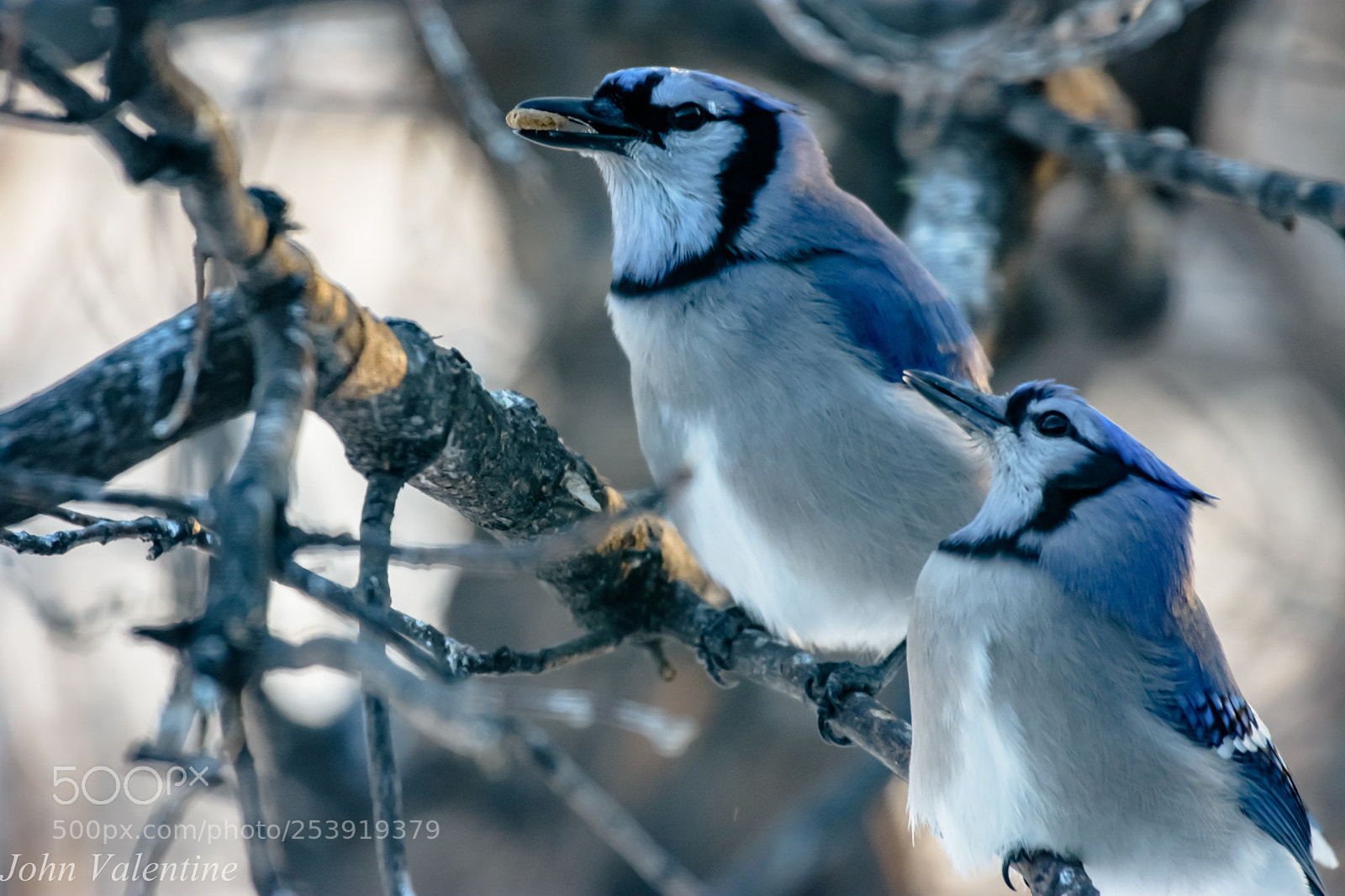 Nikon D7200 sample photo. Blue jay's photography