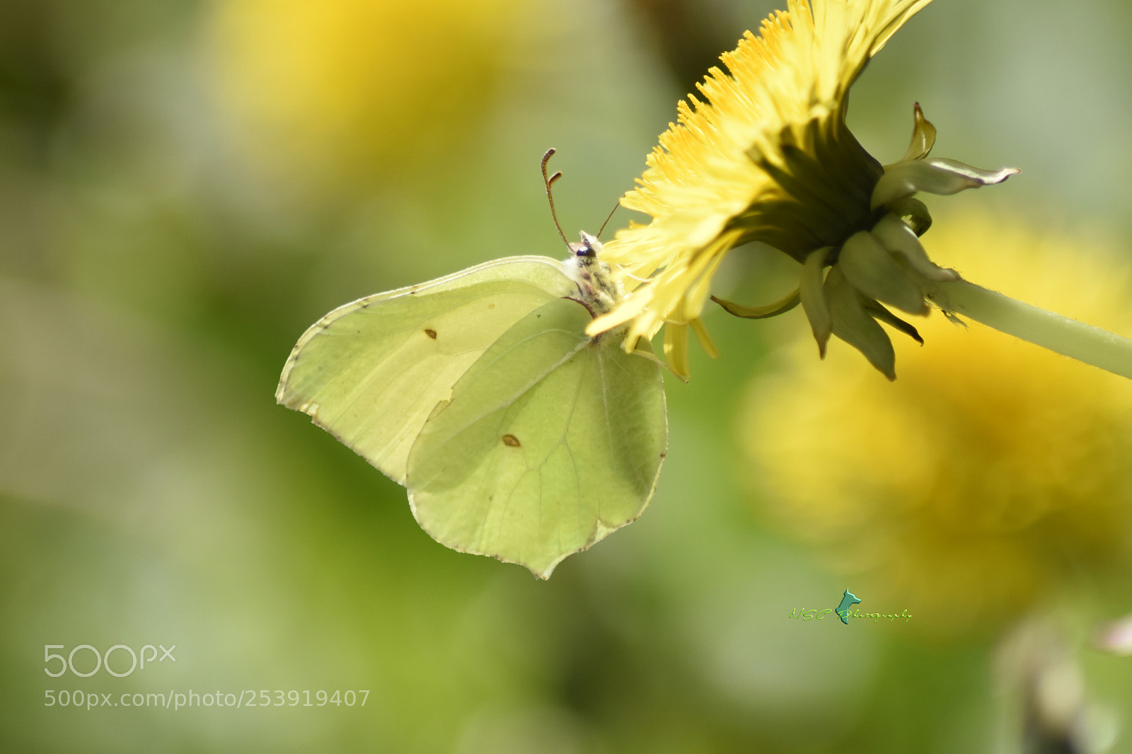 Nikon D5500 sample photo. Common brimstone zitronenfalter papillon photography