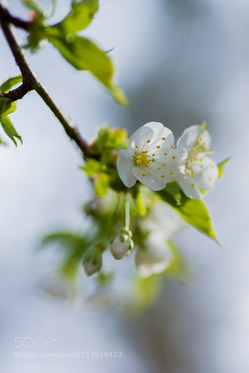 Nikon D7200 sample photo. Leśna jabłoń photography