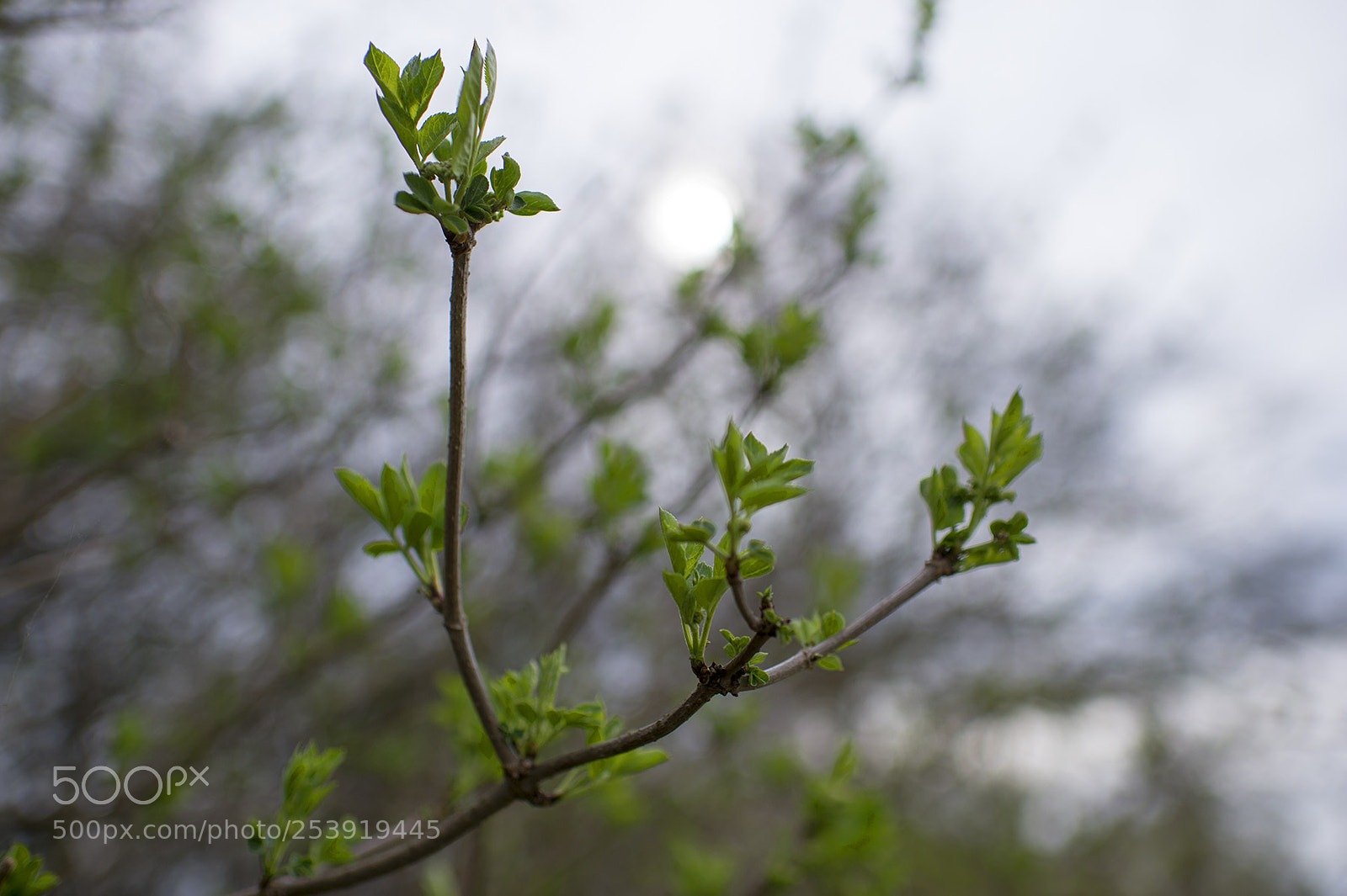 Nikon Df sample photo. April rules photography