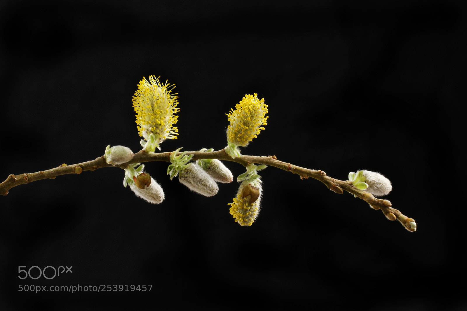 Canon EOS 7D sample photo. Pussy willow against black photography