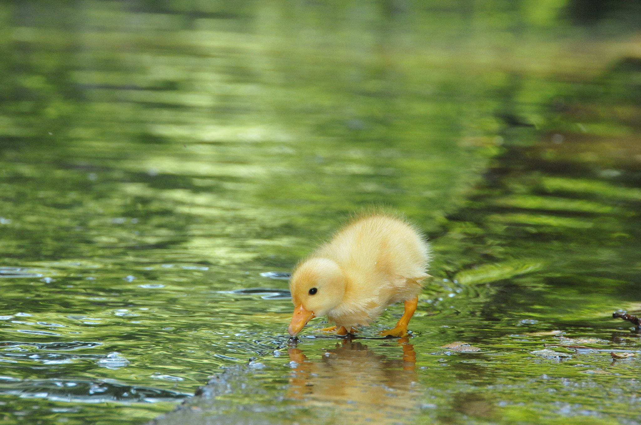 Nikon D300S + Nikon AF-S DX Nikkor 18-200mm F3.5-5.6G ED VR II sample photo. Duckling photography