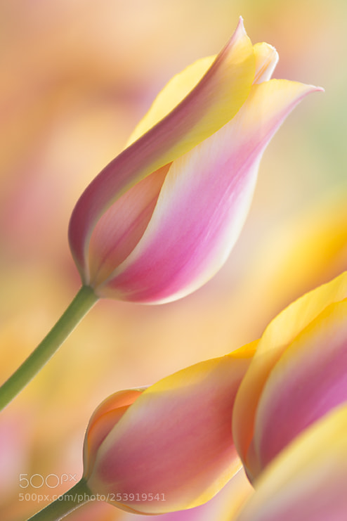 Nikon D610 sample photo. Doğaya dönüş photography