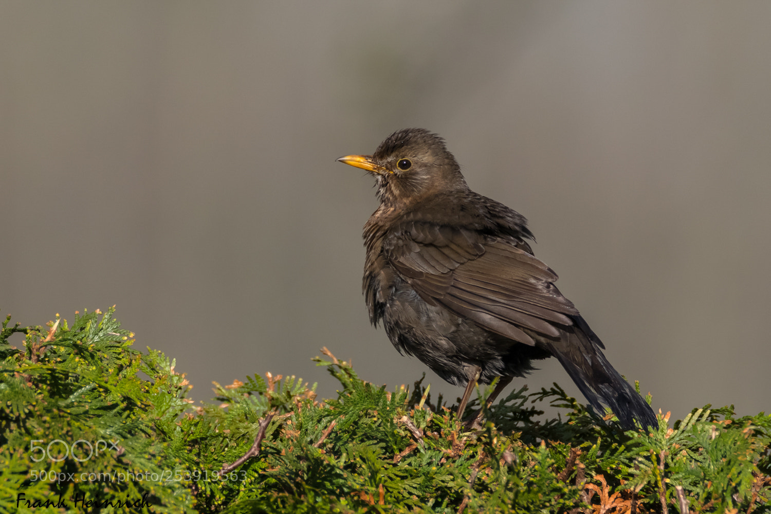 Canon EOS 80D sample photo. Turdus merula photography