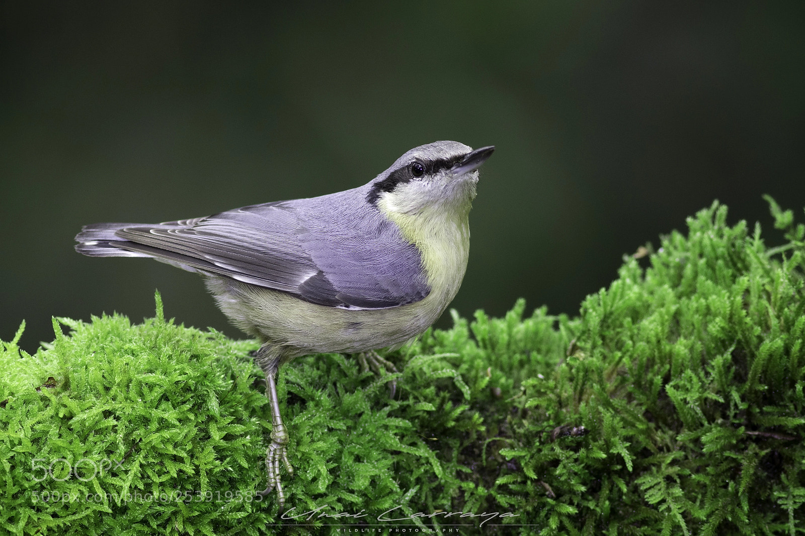 Canon EOS 7D Mark II sample photo. Wood nuthatch - sitta photography