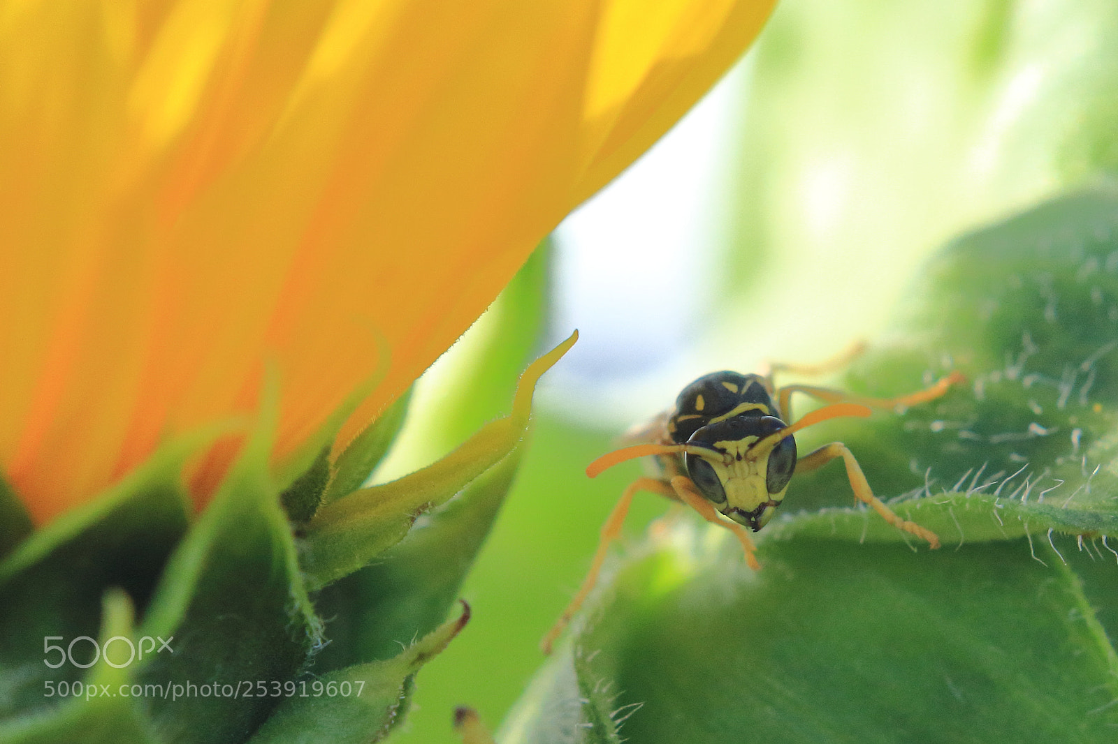 Canon EOS 60D + Canon EF 50mm F1.8 II sample photo. Chaqueta amarilla photography