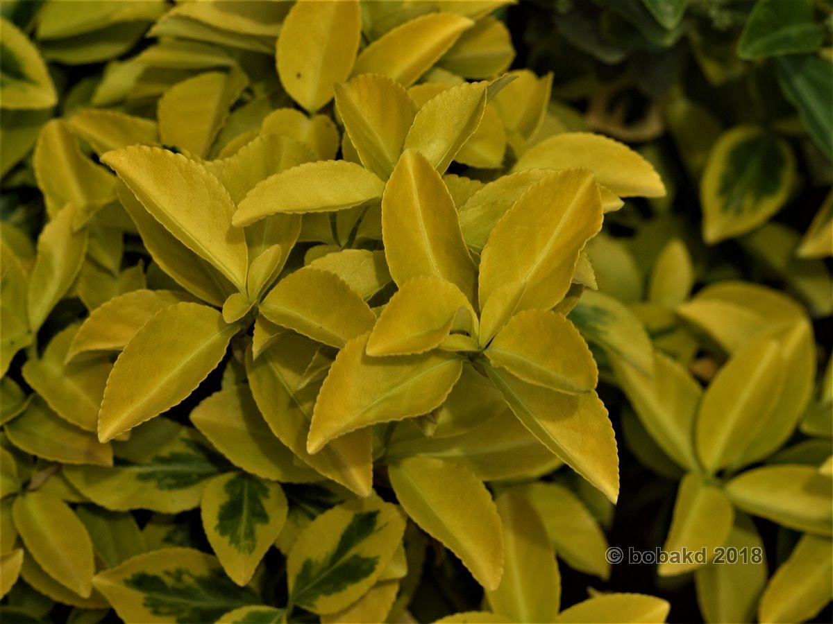 Olympus E-620 (EVOLT E-620) sample photo. Spring leaves photography
