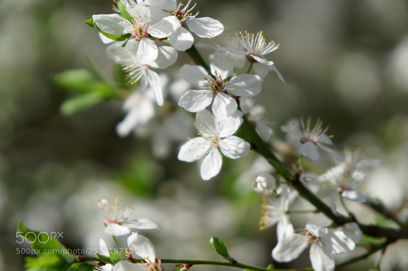 Sony a6000 sample photo. Mirabelle plum photography
