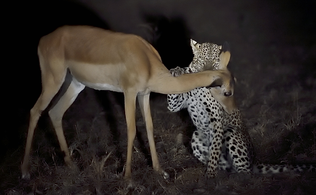 Nikon AF-S Nikkor 200-500mm F5.6E ED VR sample photo. Leopard&impala photography