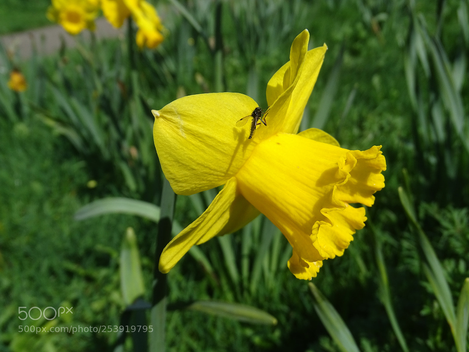 Sony Cyber-shot DSC-HX400V sample photo. Spring at last photography