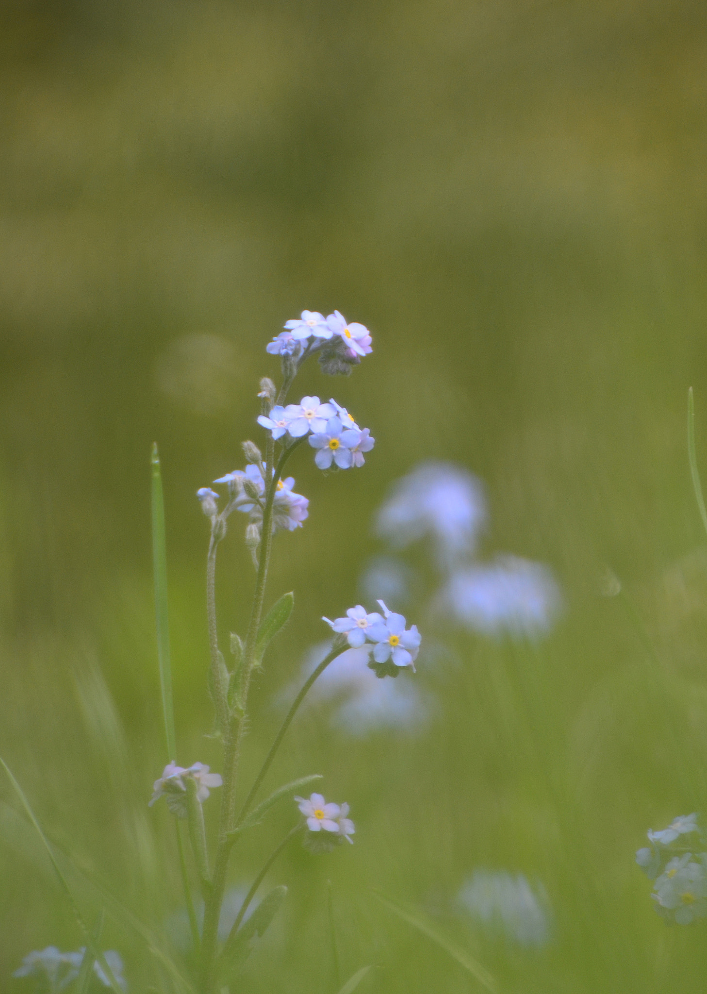Nikon D7000 sample photo. Higland flower 2.. photography