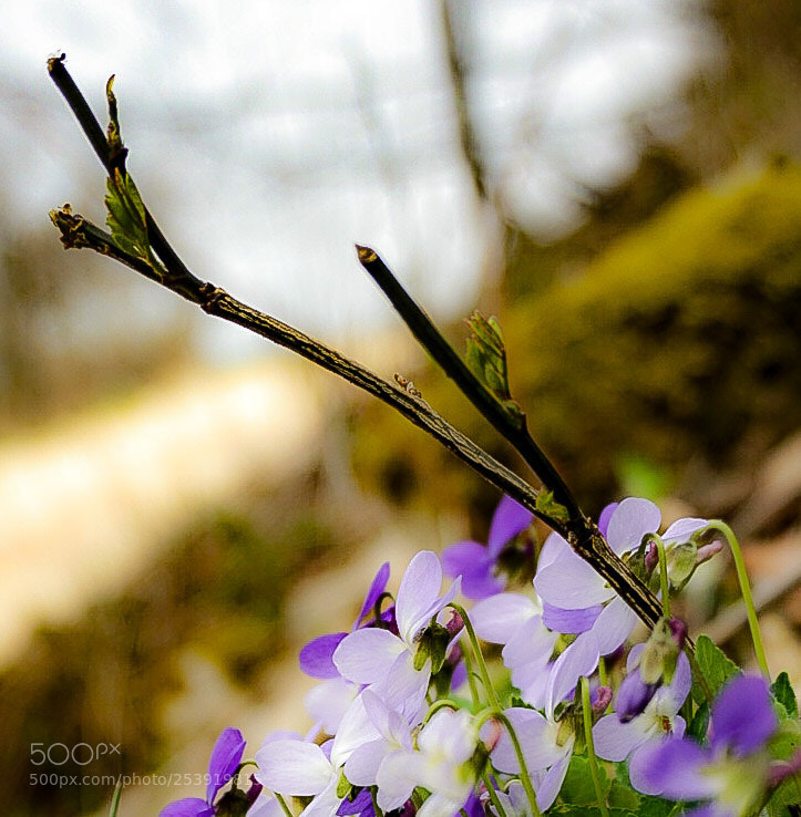 Sony a6000 sample photo. Violettes photography