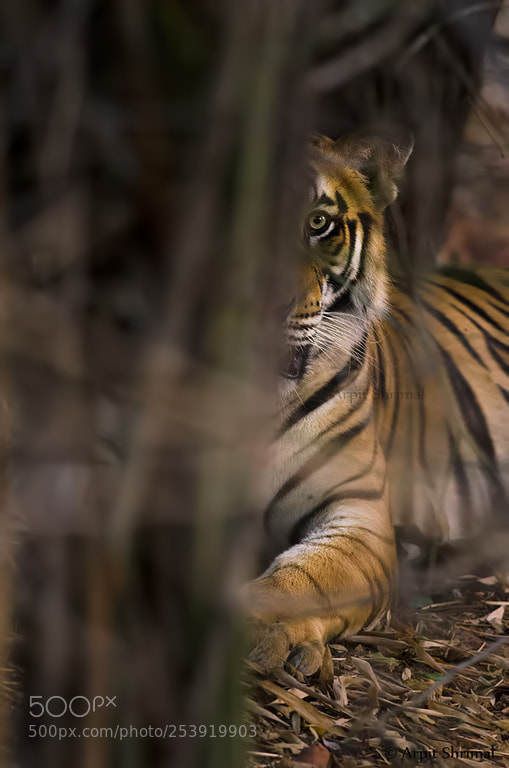 Nikon D7000 sample photo. Tiger photography