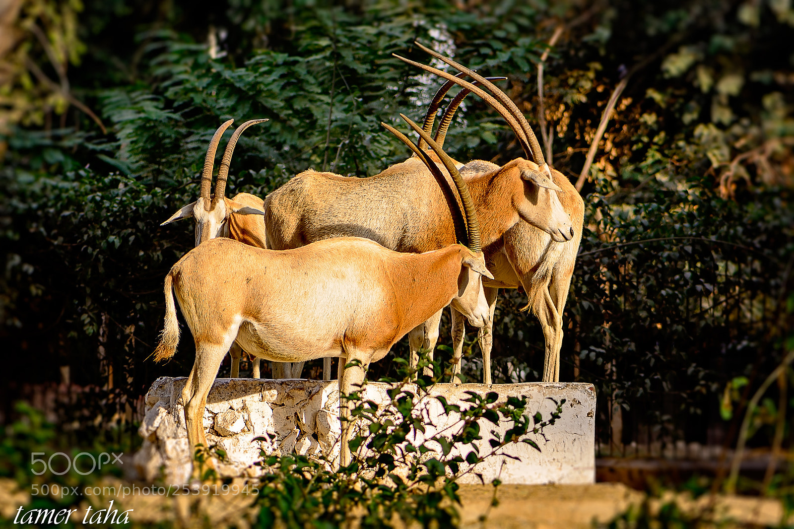 Nikon D7100 sample photo. Edit photography
