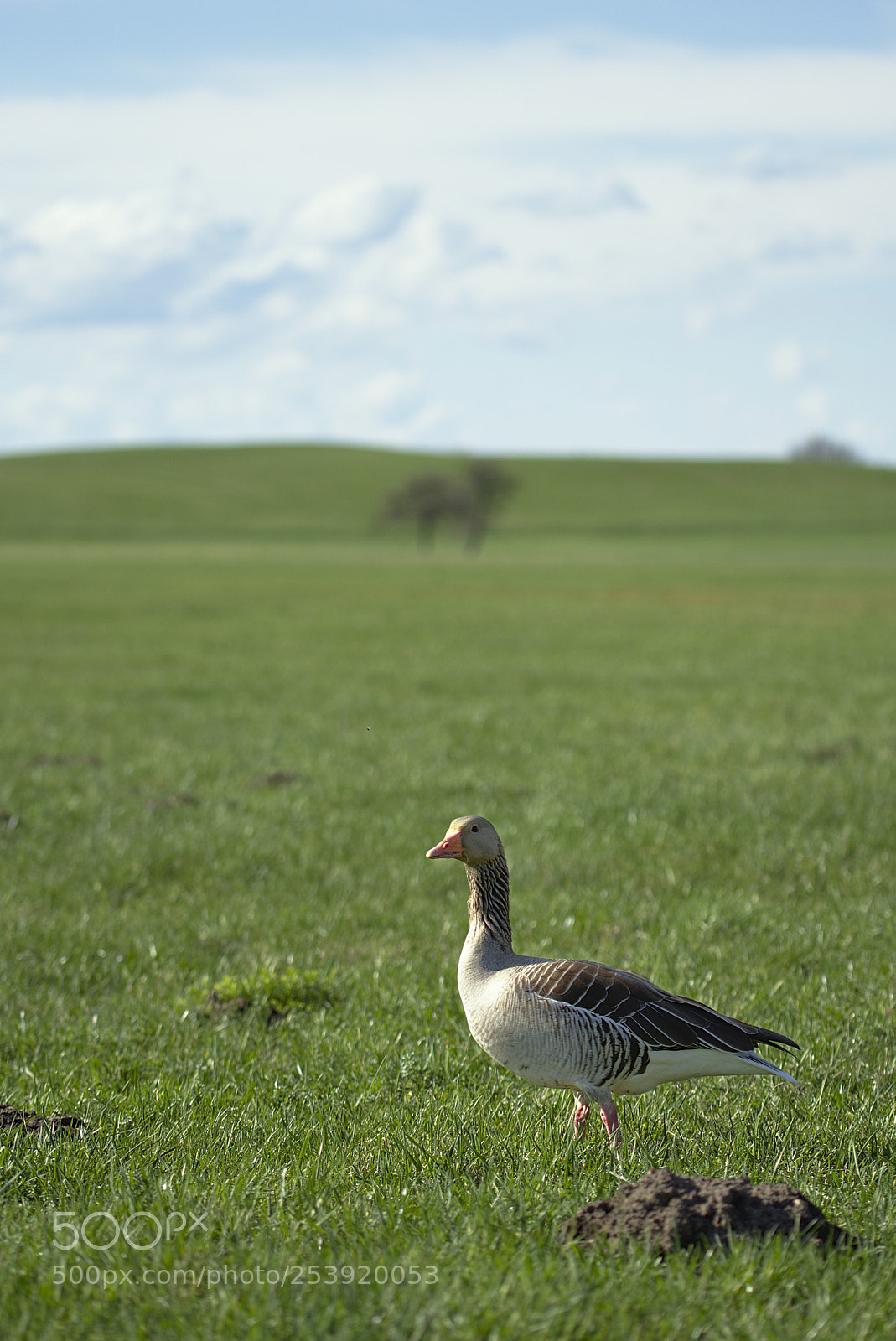 Nikon D7200 sample photo. Anserinae photography