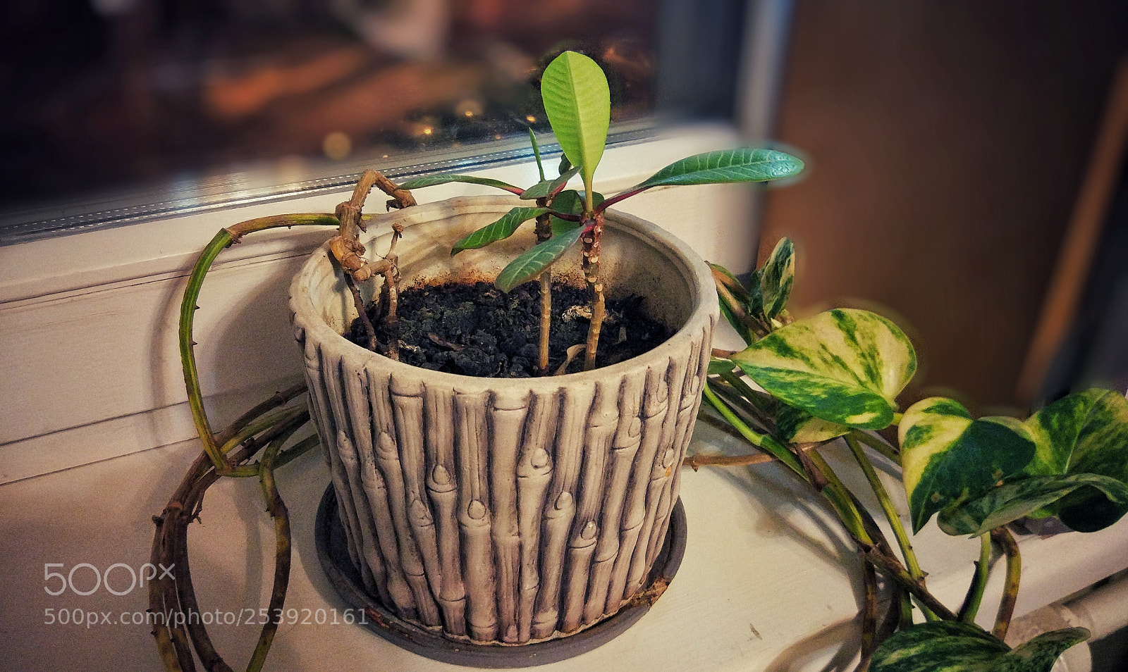 Xiaomi MI 5 sample photo. Untitled photography