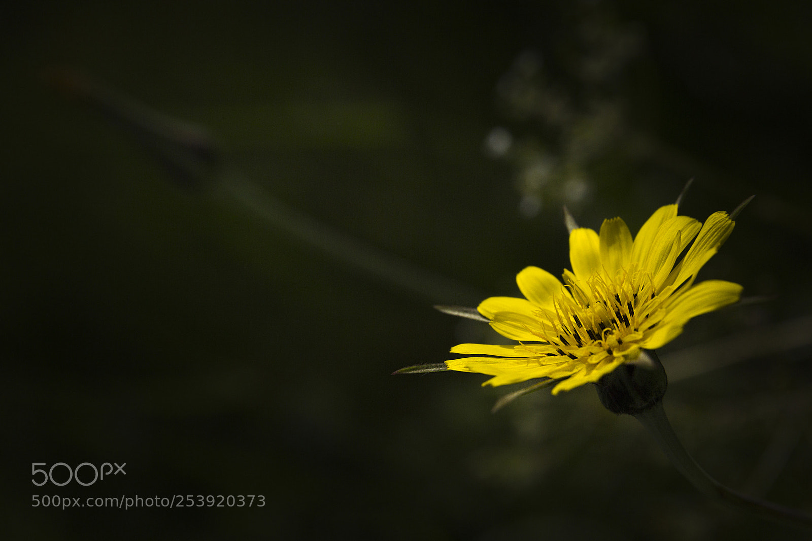 Canon EOS 60D sample photo. Veldbloemen photography