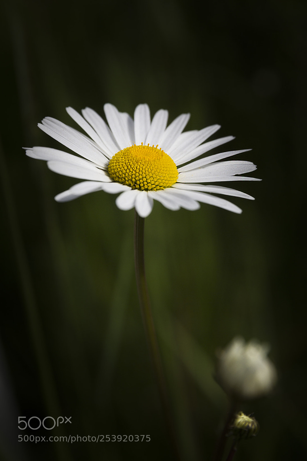 Canon EOS 60D sample photo. Veldbloemen photography
