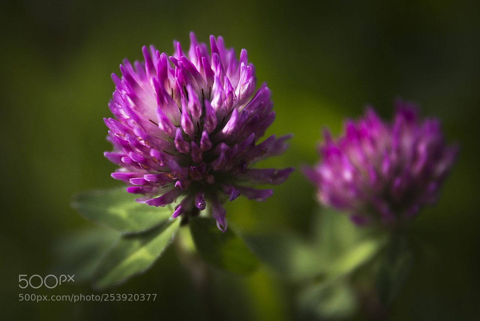 Canon EOS 60D sample photo. Veldbloemen photography