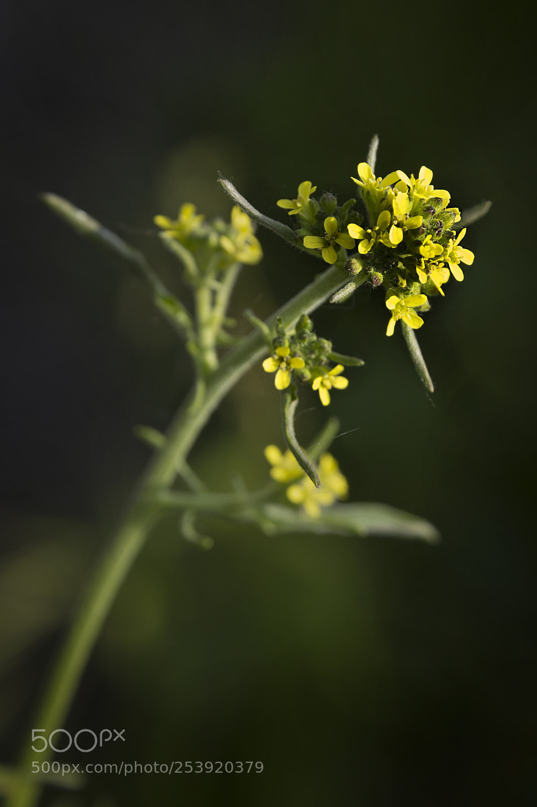 Canon EOS 60D sample photo. Veldbloemen photography