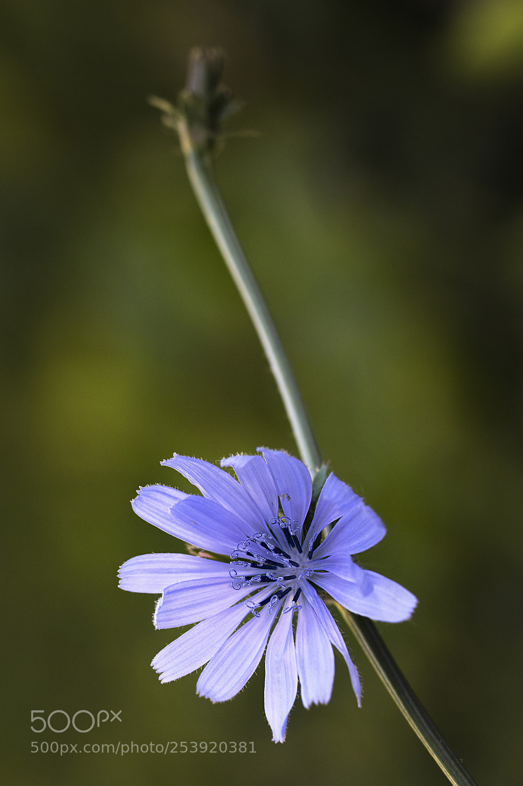 Canon EOS 60D sample photo. Veldbloemen photography