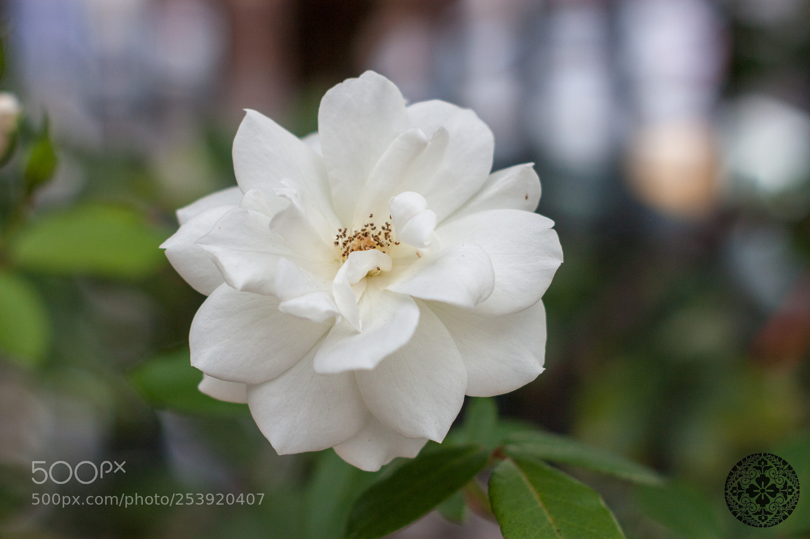 Canon EOS 450D (EOS Rebel XSi / EOS Kiss X2) sample photo. Hanamatsuri 2018 - higashi photography
