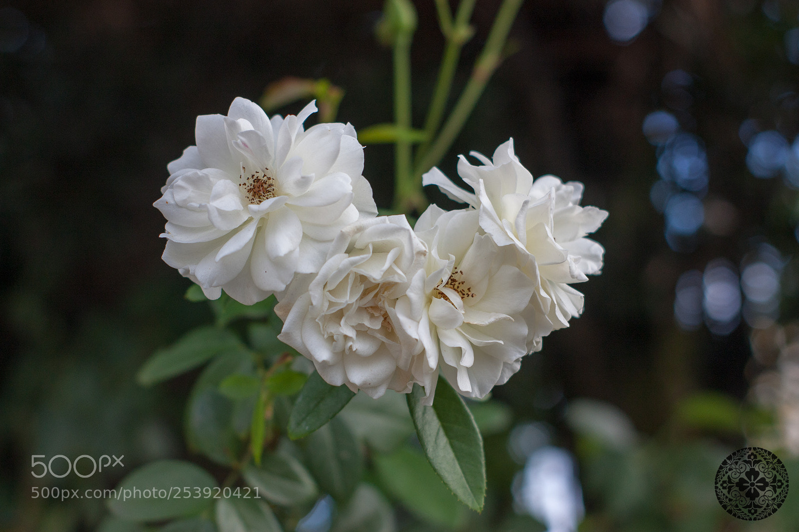 Canon EOS 450D (EOS Rebel XSi / EOS Kiss X2) sample photo. Hanamatsuri 2018 - higashi photography