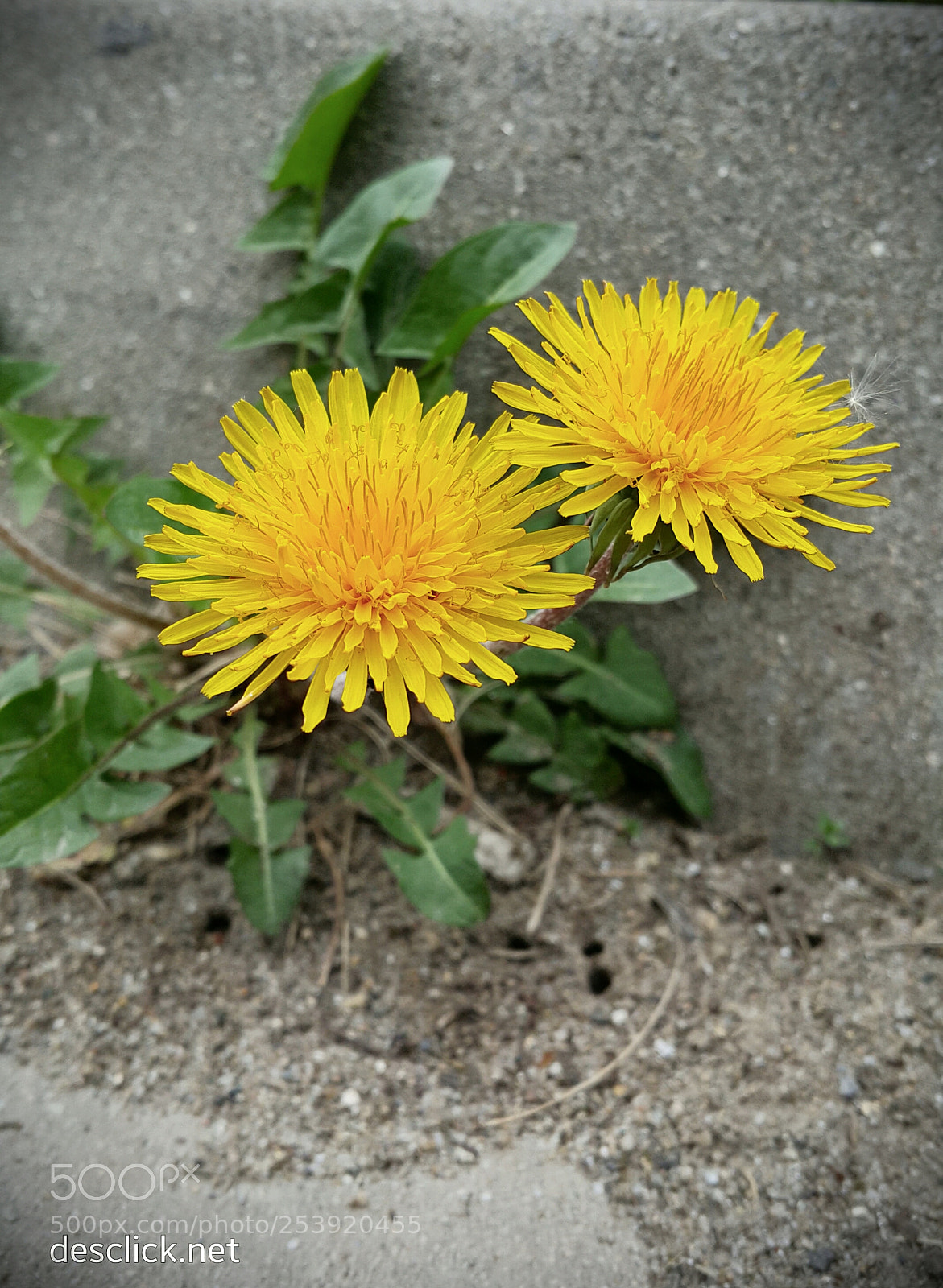 Samsung Galaxy Note4 sample photo. Roadside beauties photography