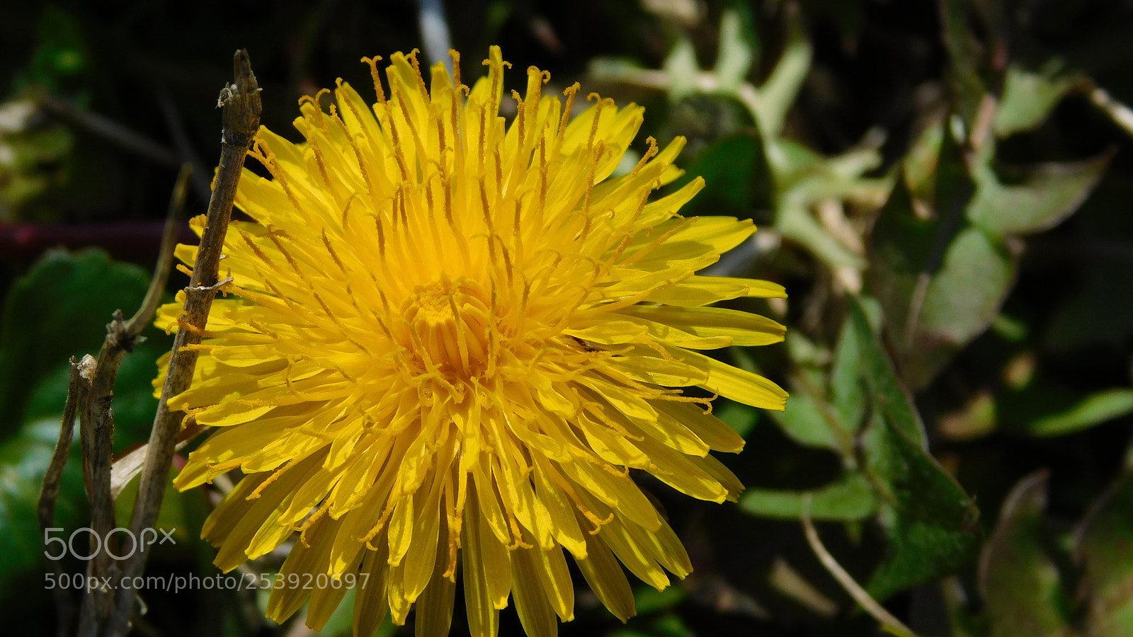Nikon Coolpix B500 sample photo. Dandelion spring photography