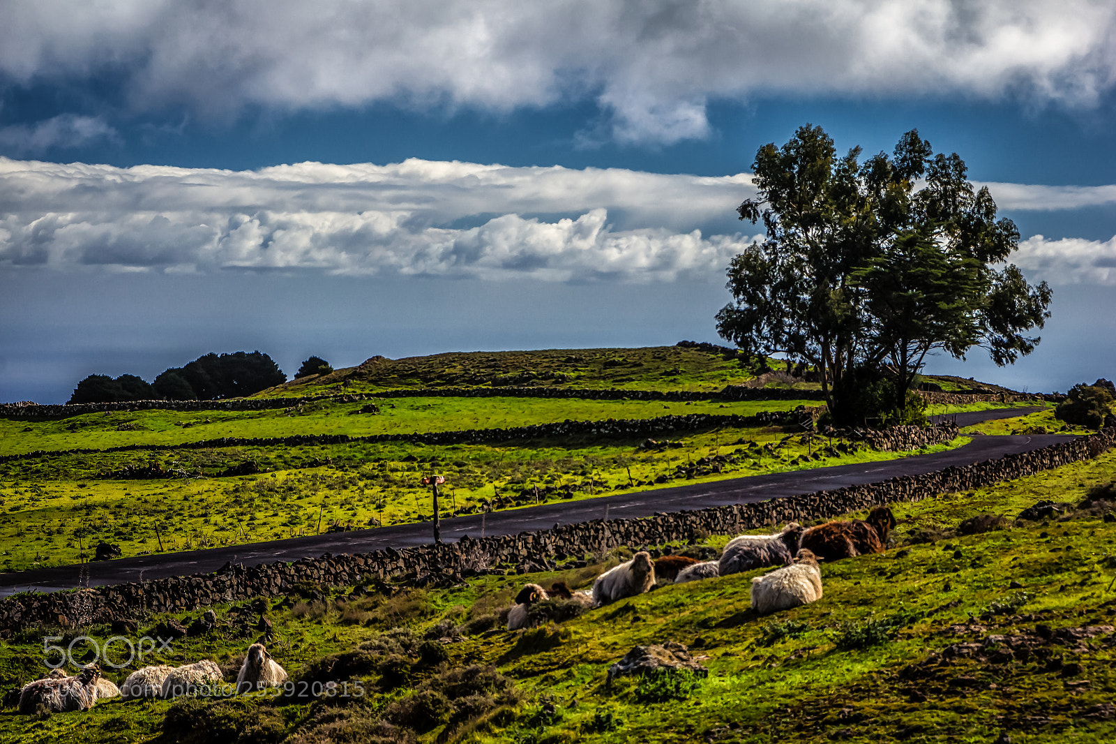 Canon EOS 60D sample photo. Cheeps on el hierro photography