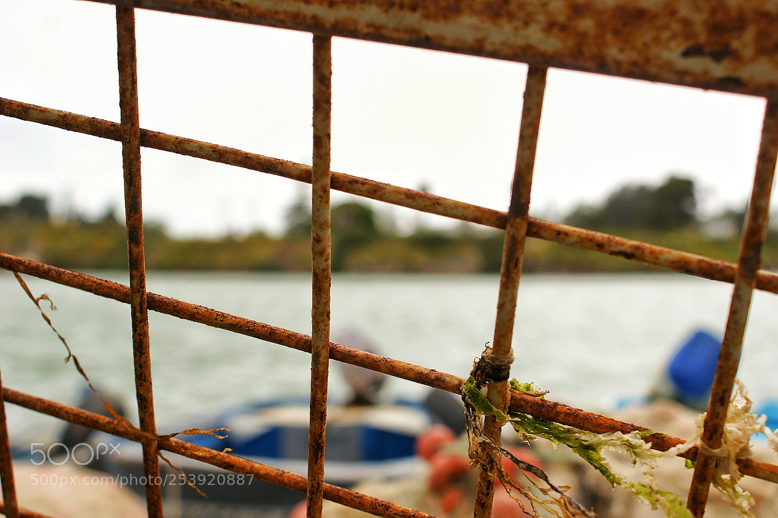 Sony Alpha DSLR-A350 sample photo. Untitled photography
