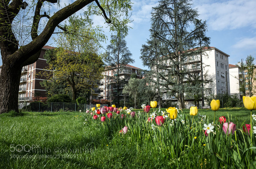 Ricoh GR II sample photo. Tulips and the city photography