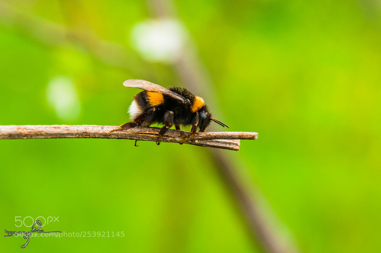 Nikon D90 sample photo. Bumblebee photography