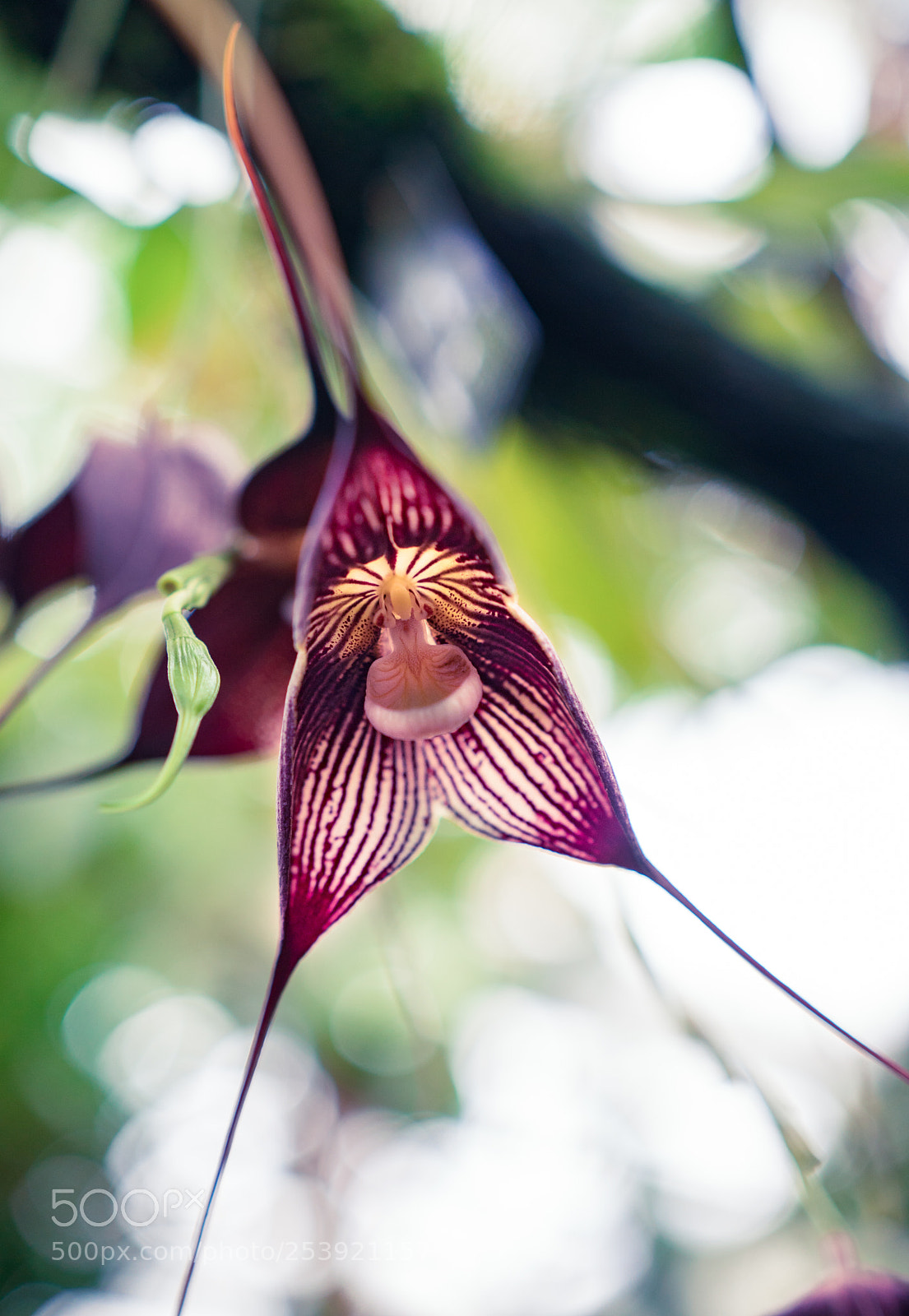 Sony a6300 sample photo. Orchid photography