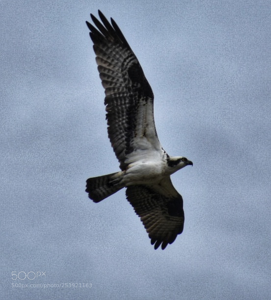 Nikon D3400 sample photo. Osprey photography
