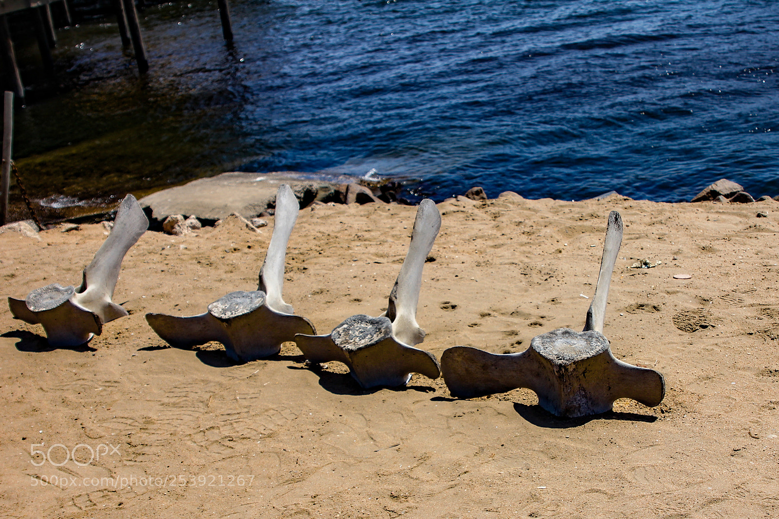 Canon EOS 60D sample photo. Am strand gefunden photography
