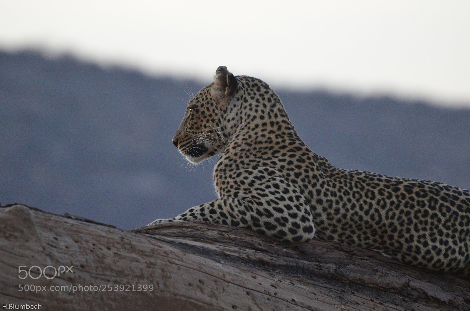 Nikon D7000 sample photo. Leopard, samburu photography