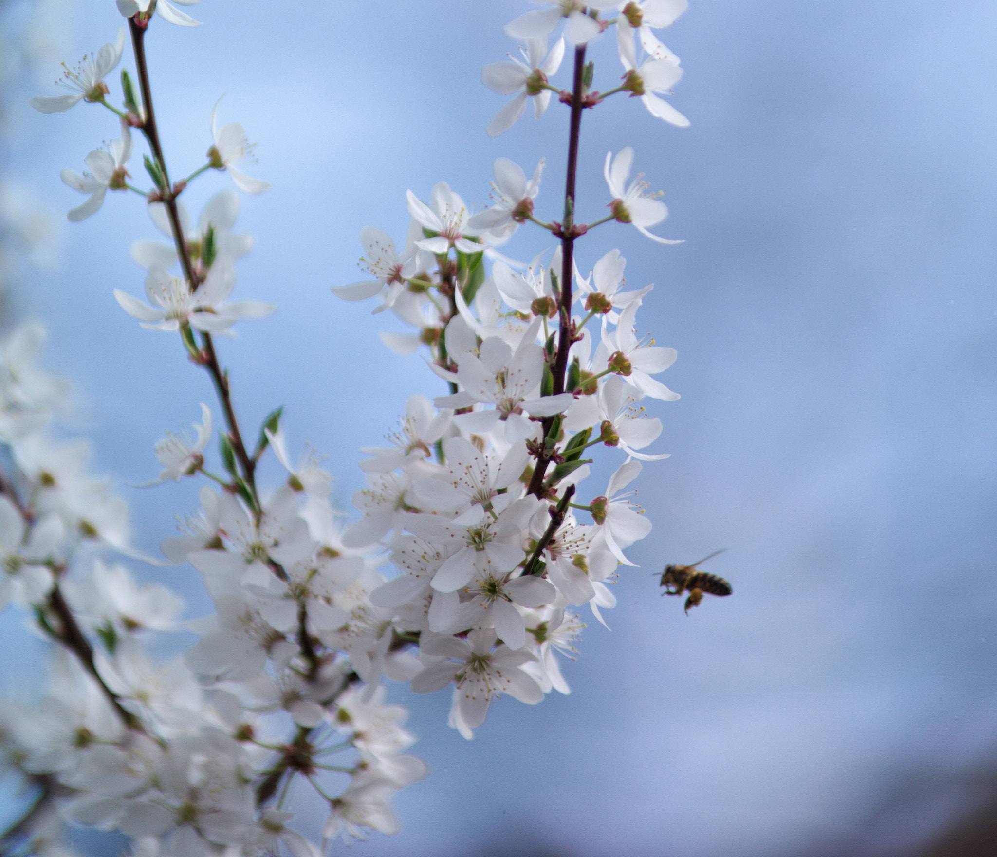 Samsung NX20 sample photo. Spring photography